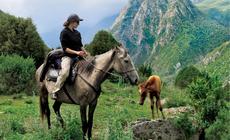 W Kirgistanie źrebięta rodzą się i nabierają sił w swoim naturalnym środowisku