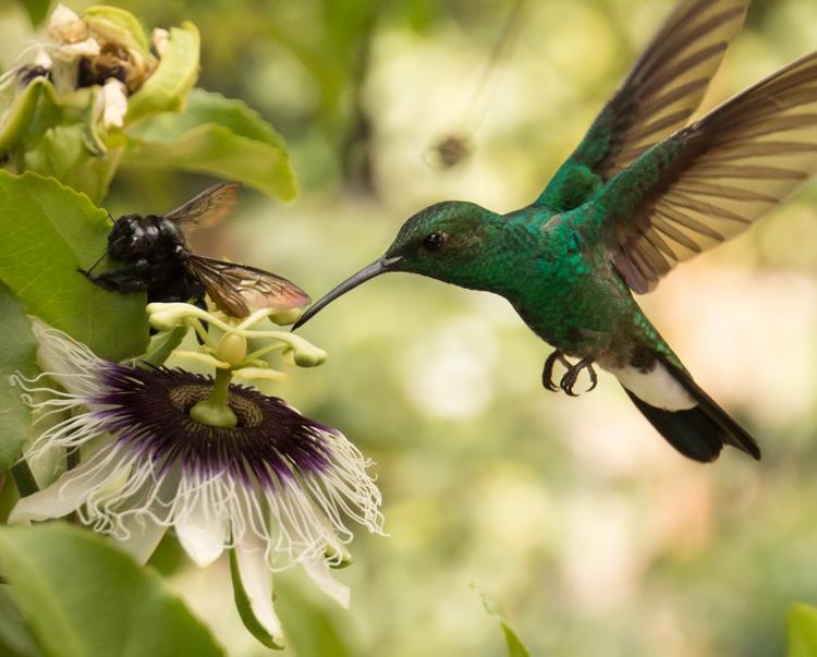 Koliber spotkany w Kolumbii