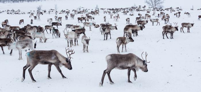 Finlandia zimą, stado reniferów w Laponii