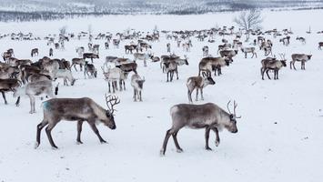 W tym kraju można chodzić w pracy bez butów. "Finlandia. Sisu, sauna i salmiakki"