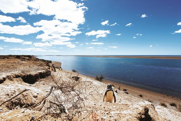 Pingwiny Magellana w rezerwacie na półwyspie Valdés