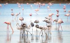 Cypr, flamingi brodzace w słonym jeziorze w Larnace