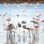 Cypr, flamingi brodzace w słonym jeziorze w Larnace