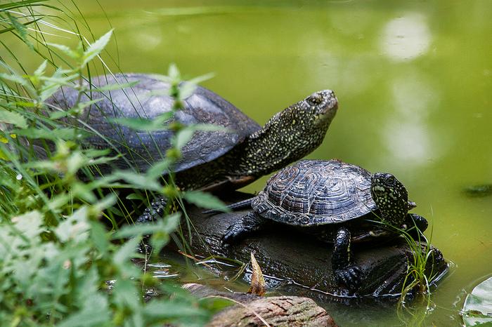 Dorosłe żółwie błotne mogą mierzyć ponad 20 cm, ale na bagnach trudno je zobaczyć