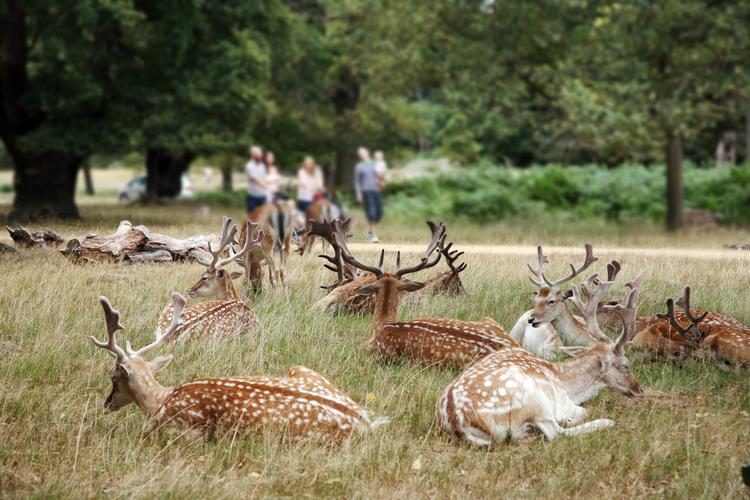 Gdzie na spacer w Londynie? TOP 8 parków w stolicy Anglii
