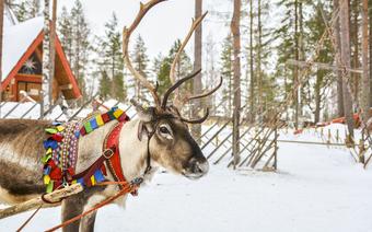 Renifer – jeden z symboli Laponii 