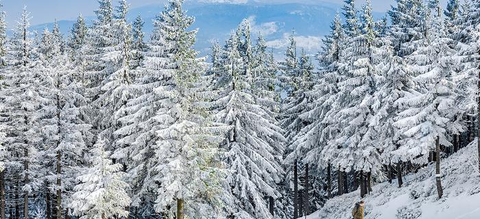 Skrzyczne (1257 m n.p.m.) to najwyższy szczyt Beskidu Śląskiego
