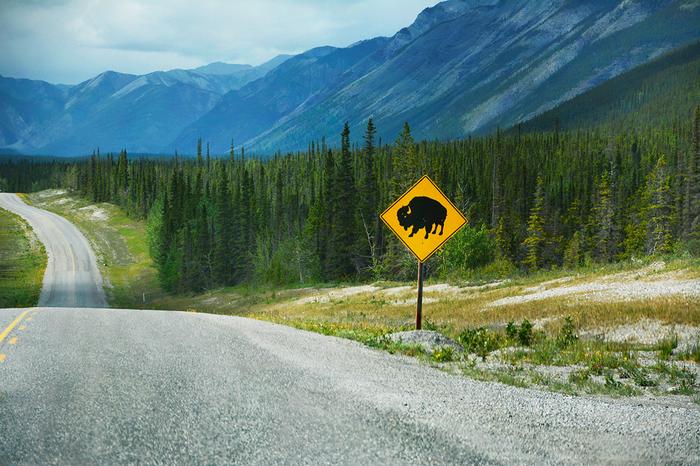 Alaska Highway jest królestwem zwierząt. Często to właśnie one dyktują warunki na drodze