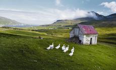 Wysunięta najdalej na południe Suðuroy słynie ze szczególnie pięknych krajobrazów 