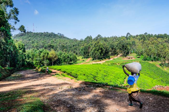 Plantacja herbaty w Rwandzie