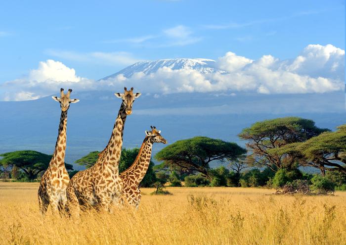 Kilimandżaro widziane od strony Kenii