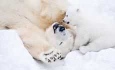 Niedźwiedź polarny wyginie? Oko w oko z królem Arktyki