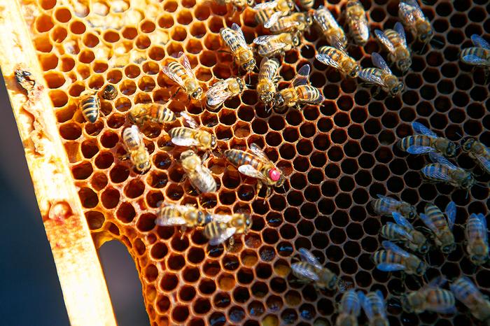 Królową pszczół oznacza się opalitką, czyli kolorową kropką