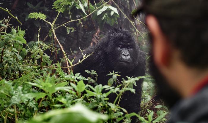 Mężczyzna obserwuje goryle górskie w Rwandzie
