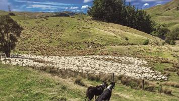 Strzyżenie owiec u Maorysów, czyli jak wygląda życie na nowozelandzkiej farmie?