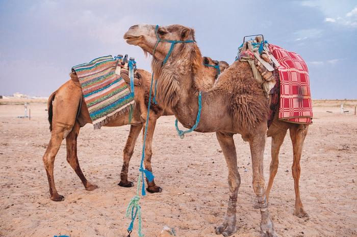 Wielbłądy na Saharze