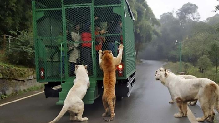 Zoo Lehe Ledu Wildlife