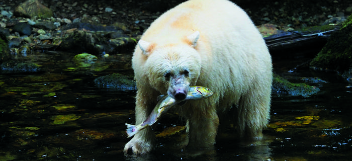 Niedźwiedziom białym poluje się na ryby łatwiej niż czarnym, dlatego też są zazwyczaj zdrowsze