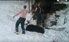 Kłusownicy z zimną krwią zamordowali niedźwiedzicę i jej młode [WIDEO]