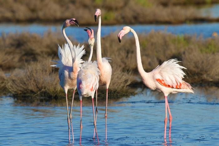Flamingi na wybrzeżu Emilia Romagna