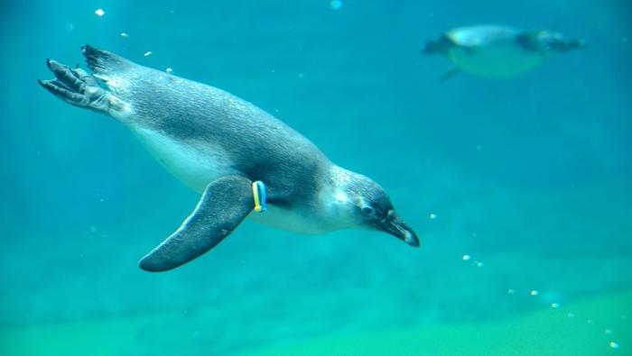 Pingwin we wroclawskim ZOO. Pływa w wodzie otaczajacej Afrykarium.