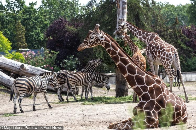 Zebry i żyrafy na wybiegu dla zwierząt sawanny