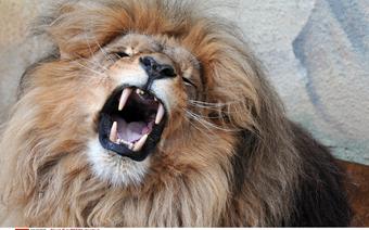 Lew jest jednym z pięciu najbardziej niebezpiecznych zwierząt afrykańskich