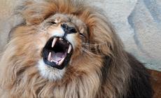 Lew jest jednym z pięciu najbardziej niebezpiecznych zwierząt afrykańskich