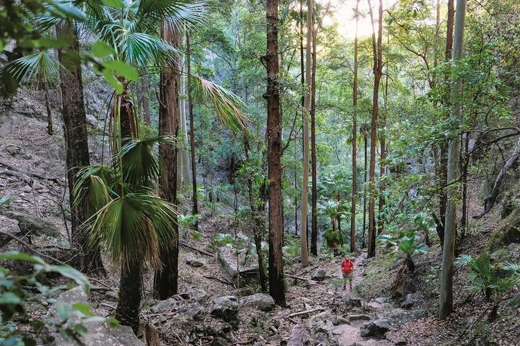 Wzdłuż wąwozu Carnarvon prowadzi 25 km tras spacerowych. To niepopularne miejsce w Queenslandzie przypomina sławne Góry Błękitne