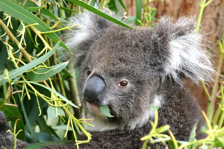 Koala na Wyspie Kangura w Australii.