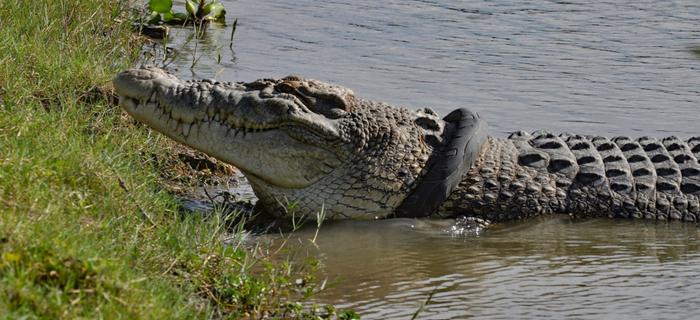 Krokodyl z oponą na szyi
