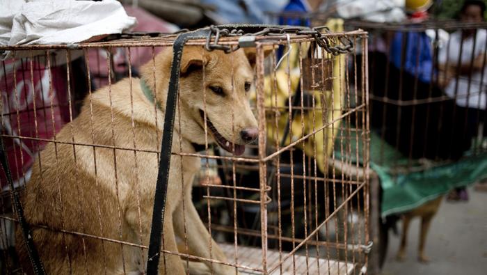 Chiny, Yulin. Psy w klatkach na lokalnym targowisku.