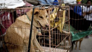 Chiny zakażą jedzenia psów?! Ważne zmiany w prawie