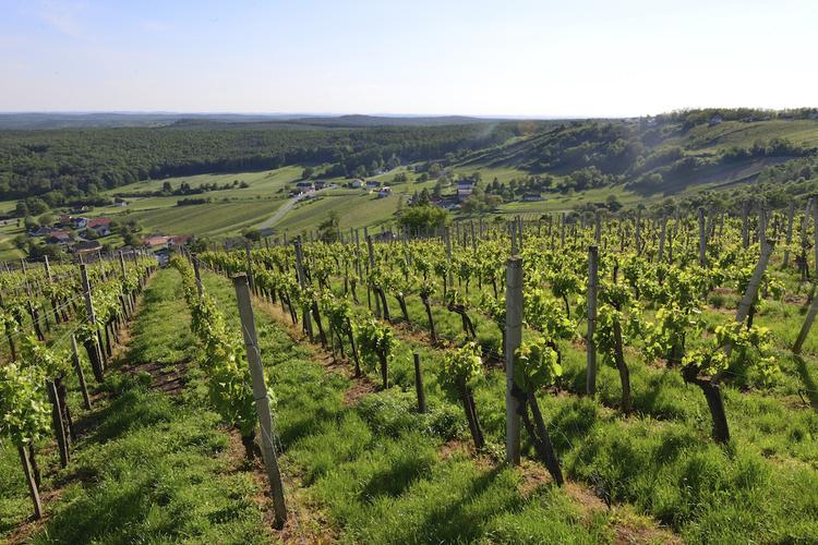 Burgenland to serce winiarskiej Austrii
