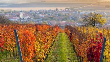 Na dobre wino do Czech